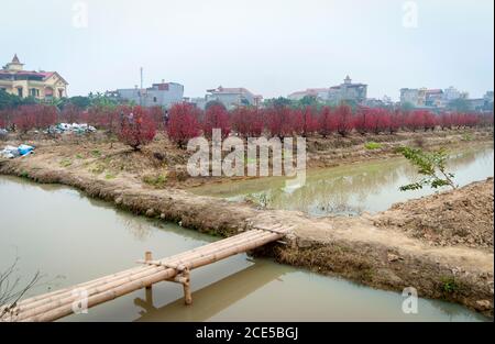 Nhat Tan giardino fiorito, un sobborgo di ha noi, Vietnam in primavera Foto Stock