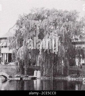 . Armstrong Nurseries . us americana. Americano o bianco Elm. 120 piedi eretto, albero a crescita rapida; stendimento superiore, da 8 a 9 piedi, 1.00 dollari; da 7 a 8 piedi, 85c; da 6 a 7 piedi, 75c ciascuno, 6.50 dollari per 10; da 5 a 6 piedi, 65c ciascuno, 6.00 dollari per 10. Piangendo alberi decidui BETULA. Pianto BirchBetula alba pendula. Uccello piangente tagliato-lievitato. Apicturesque albero con aggraziati rami pendolari e profondamente tagliato fogliame; corteccia e rami bianchi quando severalyears vecchio. da 5 a 6 piedi, 1.50 dollari. MORUS. Pendola di MullerryMorus piangente. Tè piangendo Mulberry. Veryornamental e di abitudine di caduta. Le sue lunghe e slenderbranches si curvano con grazia al Foto Stock