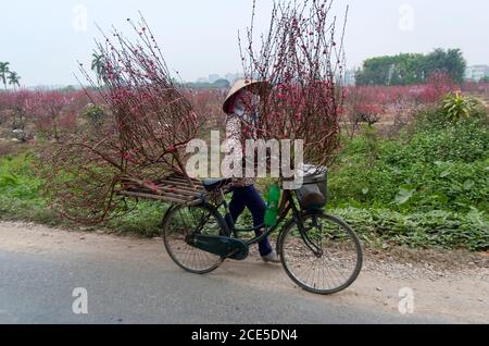 Nhat Tan giardino fiorito, un sobborgo di ha noi, Vietnam in primavera Foto Stock