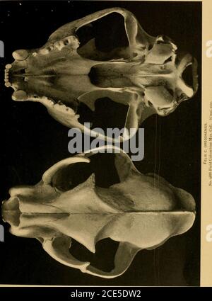 . I mammiferi terrestri e marini del Medio America e delle Indie Occidentali . Felis C. OREGONENSIS.No. 9S88 campo Colombiano Mus. Coll. % dimensioni nat.. Foto Stock