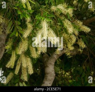 Gruppo di fiori profumati bianchi e cremosi e fogliame verde scuro di Buckinghamia celsissima - Ivory Curl Flower, albero nativo australiano Foto Stock