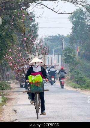 Nhat Tan giardino fiorito, un sobborgo di ha noi, Vietnam in primavera Foto Stock