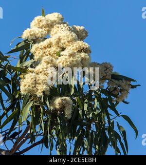 Grande gruppo di bellissimi fiori bianchi cremosi e fogliame di eucalipto / albero gengivale, specie autoctone, contro il cielo blu nell'entroterra australiano Foto Stock