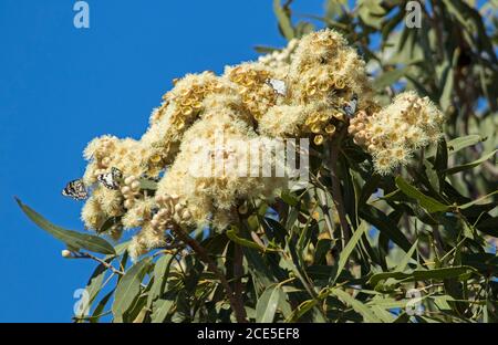 Grande gruppo di bellissimi fiori bianchi cremosi e fogliame di eucalipto / albero gengivale contro il cielo blu in Australia Outback, con farfalla su fiori Foto Stock