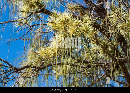 Grande gruppo di fiori bianchi cremosi e fogliame di Grevillea parallela contro il cielo blu, un albero australiano nativo conosciuto come Beefwood e Silver Oak Foto Stock