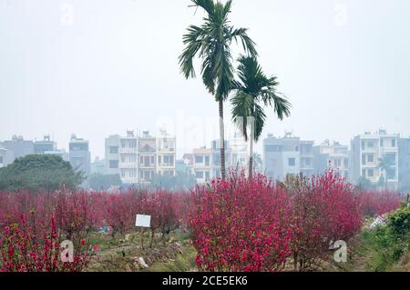 Nhat Tan giardino fiorito, un sobborgo di ha noi, Vietnam in primavera Foto Stock
