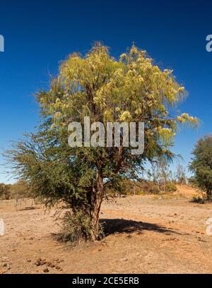 La parallela di Grevillea contro il cielo blu, un albero nativo australiano conosciuto come Beefwood e la quercia d'argento che crescono in un paesaggio arido con il suolo rosso arido Foto Stock