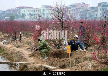 Nhat Tan giardino fiorito, un sobborgo di ha noi, Vietnam in primavera Foto Stock