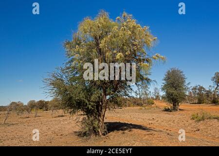 La parallela di Grevillea contro il cielo blu, un albero nativo australiano conosciuto come Beefwood e la quercia d'argento che crescono in un paesaggio arido con il suolo rosso arido Foto Stock