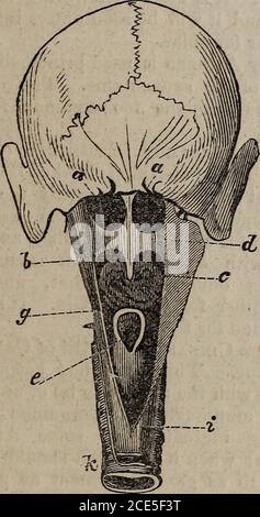 . La rivista medica popolare, e medico di casa : una rivista mensile, dedicata alla diffusione di informazioni popolari su anatomia, fisiologia, le leggi della salute, e la cura delle malattie . N. 10. APRILE 1854. Vol. 1. A CURA DI DR. F. HOLLLICK, DOCENTE E AUTORE POPOLARE. Parte posteriore del taglio del collo aperto, per mostrare thePharnyx e altre parti. Piastra 1. I quattro stomachi di una mucca, Cut Open. Foto Stock