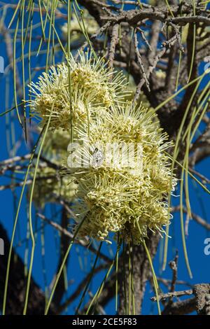 Grande gruppo di fiori bianchi cremosi e fogliame di Grevillea parallela contro il cielo blu, un albero australiano nativo conosciuto come Beefwood e Silver Oak Foto Stock