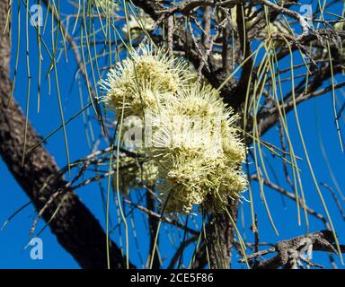 Grande gruppo di fiori bianchi cremosi e fogliame di Grevillea parallela contro il cielo blu, un albero australiano nativo conosciuto come Beefwood e Silver Oak Foto Stock