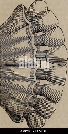 . La rivista medica popolare, e medico di casa : una rivista mensile, dedicata alla diffusione di informazioni popolari su anatomia, fisiologia, le leggi della salute, e la cura delle malattie . N. 9. MARZO 1854. Vol. 1. A CURA DI DR. F. HOLLLICK, DOCENTE E AUTORE POPOLARE. Denti anteriori di una mucca. Il primo, o i denti di Childrens.. Foto Stock