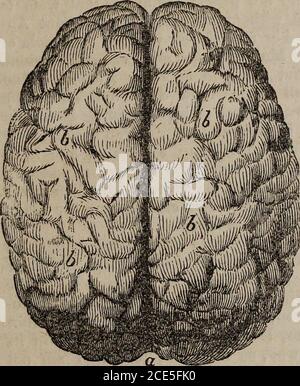 . La rivista medica popolare, e medico di casa : una rivista mensile, dedicata alla diffusione di informazioni popolari su anatomia, fisiologia, le leggi della salute, e la cura delle malattie . N. 7. GENNAIO 1854. Vol. 1. A CURA DI DE. F. HOLLLICK, DOCENTE E AUTORE POPOLARE. LA PARTE SUPERIORE DEL CERVELLO. SOTTO LA SUPERFICIE DEL CERVELLO. Foto Stock