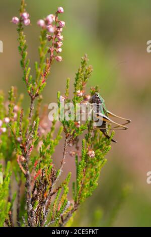 Bush cricket BOG Foto Stock