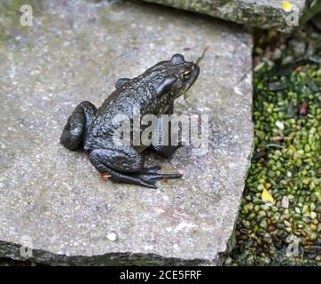 Un burro bufo comune al bordo di un laghetto. Foto Stock