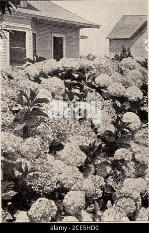 . Infermiere Armstrong . 7frutta. Forma un grande arbusto fine. 35 c. HYDRANGEAHydrangea hortensis. Un elegante arbusto ofdwarf abitudine, con grandi, foliage pesante andimmense teste di fiori rosa chiaro durante l'estate. da 25 a 50 c.c. H. paniculata grandiflora. (Grande-floweredHydrangea). Un arbusto fine, che cresce da 8 a 10 piedi di altezza, fiori bianchi, in grandi piramidalpantcles un piede lungo. Una delle più belle piante fiorite di thesummer, che inizia a fiorire all'inizio di agosto e continua fino al gelo. Spettacolo d'impatto ovunque piantato. 50 c.a. LIGUSTRUM. Il Privet Ligustrum ovalifolium. (CalifiaPrivet) Foto Stock