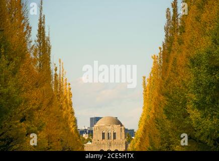 Santuario di Ginkgo giardino esterno ginkgo fila di alberi Foto Stock