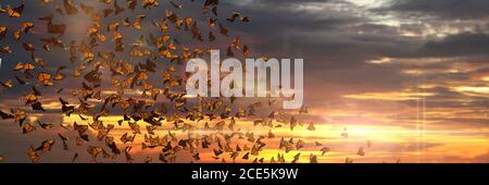 Sciame di farfalle monarca, Danaus plexippus nube durante il tramonto Foto Stock