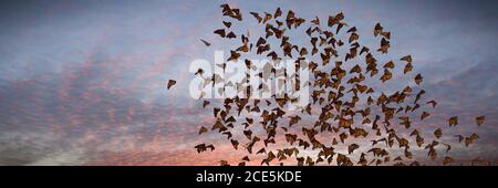 Sciame di farfalle monarca, Danaus plexippus nube durante il tramonto Foto Stock