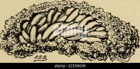 . Insetti pesti di fattoria, giardino e frutteto . Fig. 70.-il lubber meridionale gracshopper {Dictyophorus reticulatus): Ninfa e adulto, leggermente ingrandito. Lolor, contrassegnato con il giallo. La testa e le gambe sono la caratteristica più importante delle giovani ninfe. Durante la loro sottospesa-(crescita dell'uente essi molano cinque volte ad intervalli da dieci giorni a due settimane, la dimensione relativa e l'aspetto dei diversi stadi essendo mostrati in Fig. 72. Professor H. A, Morgan, che ha fatto un attento studio di un focolaio Fig. 71.-massa di uova del . locusto differenziale-ingrandito. Di questa specie m Mississippi m 1900, ha dato un interno Foto Stock