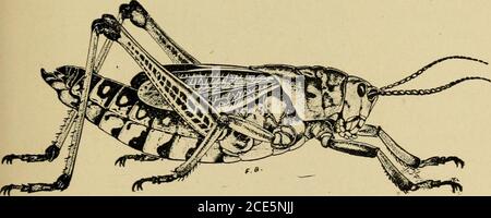 . Insetti pesti di fattoria, giardino e frutteto . Fig. 70.-il lubber meridionale gracshopper {Dictyophorus reticulatus): Ninfa e adulto, leggermente ingrandito. Lolor, contrassegnato con il giallo. La testa e le gambe sono la caratteristica più importante delle giovani ninfe. Durante la loro sottospesa-(crescita dell'uente essi molano cinque volte ad intervalli da dieci giorni a due settimane, la dimensione relativa e l'aspetto dei diversi stadi essendo mostrati in Fig. 72. Professor H. A, Morgan, che ha fatto un attento studio di un focolaio Fig. 71.-massa di uova del . locusto differenziale-ingrandito. Di questa specie m Mississippi m 1900, ha dato un interno Foto Stock