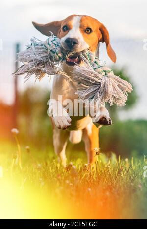 Cane Beagle correre e saltare con un giocattolo Foto Stock