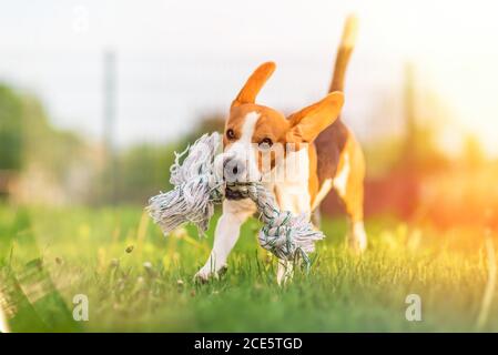Cane Beagle correre e saltare con un giocattolo Foto Stock