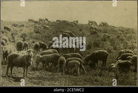 . Geografia domestica per i gradi primari . UN GIRO IN SU. Una volta all'anno il bestiame viene arrotondato. I Thecow-boys cavalcano il ranch a cavallo e raccolgono tutto il bestiame in un grande mazzo. Spesso ci sono molti giorni per farlo. Le stufature che sono cresciute piene sono separate per essere spinte via al mercato. Le piccole calvesare segnate con un ferro caldo in modo che possa essere conosciuto 196 GEOGRAFIA DOMESTICA. A chi appartengono. Ciò è denominato marcare a caldo.che cosa un che inbelowing i vitelli ed il loro mothersfake. Il bestiame ha paura degli uomini a cavallo, ma non è sicuro andare tra loro a piedi. In alcune parti dell'ovest il Foto Stock