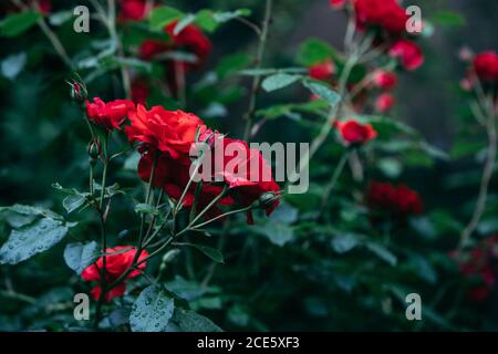 Rose rosse boccole close up Foto Stock