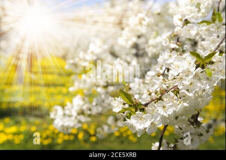 fiorire gli alberi di mele a primavera sul campo Foto Stock