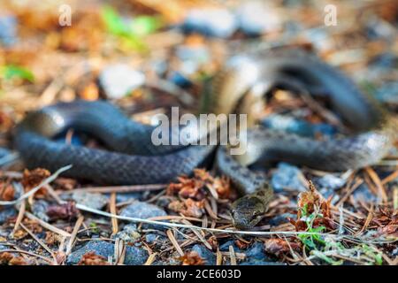 Serpente liscio non venoso, Coronella austriaca Foto Stock