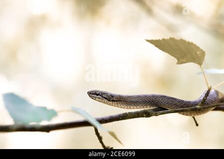 Serpente liscio non venoso, Coronella austriaca Foto Stock