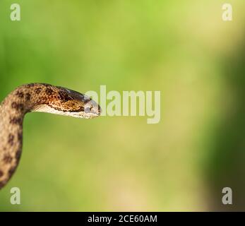 Serpente liscio non venoso, Coronella austriaca Foto Stock