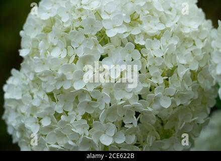 Da vicino l'idrangea bianca giapponese. Immagine in stile giapponese Foto Stock