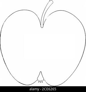 . Manuale orticolo americano .. . leggermente rastremato, troncato; surfacesmooth, quasi soleggiato coperto di rosso chiaro quasi pieno, sul lato ombreggiato giallo, tinto e striato di rosso; punti distinti, numerosi, piccoli, grigi; cavità ondulata, profonda, larga, leggera; gambo medio, snello; bacino scorrevole, fumotli o leggermente furtato: piccolo, chiuso; segmenti divergenti. Anima aperta; ovate delle cellule, slit;tubo conico; resistenza mediana; semi grandi, ligniti colorati, piatti; lleshyellow, croccante, solido, succoso, ricco, delizioso, firisk, subacido piccante, Best.Noveml)er a febbraio. Estaline. - originata da seme di Foto Stock