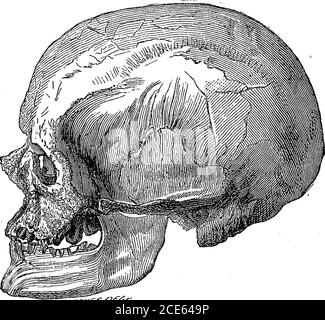 . Antropologia . wn o ignoto, o a noi stessi 1 ci poniamo semplicemente la domanda. I resti palseontologici dell'epoca successiva, O EeindeerAge, in Europa occidentale, sono stati studiati dagli autori della Crania Etnica, dai quali sono stati chiamati la Cro-MagnonRace, prendendo come tipo i soggetti esumati dalla grotta del cognome nel Perigord, da Christy e Lartet. Rispetto alla gara di Canstadt, sembrano solo di ieri. Dopo un examinazione, nel 1872, di diverse parti della grotta Cro-Magnon precedentemente CHAP, ix.] GARE PREISTORICHE. 439 intatto, noi eravamo della stessa opinione. Th Foto Stock