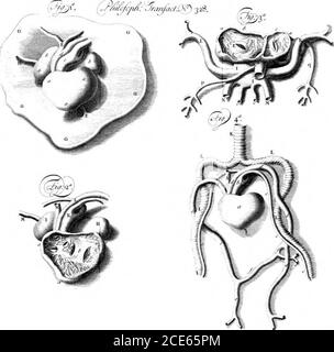 . Una descrizione anatomica del cuore delle tartarughe terrestri dall'America. Di Paul Bussiere, chirurgo, F. R. S.. Flj,.*^- X-fhsUe-J*.. Foto Stock