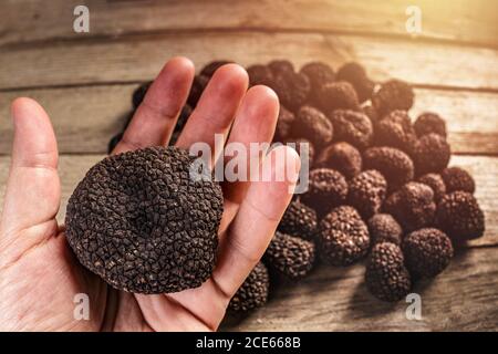 Grande tartufo nero estivo in mano dell'uomo, branchia di tartufi sullo sfondo Foto Stock