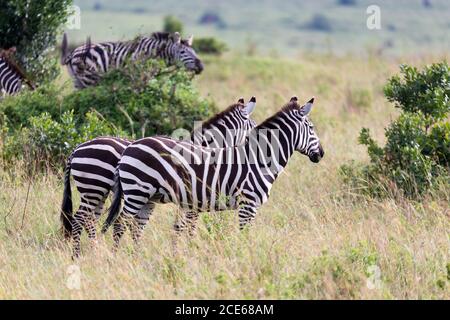 Una famiglia Zebra pascola nella savana nelle immediate vicinanze ad altri animali Foto Stock