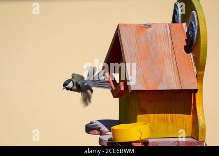 La mia scatola di annidamento auto-fatta che ora è usata dai titmice. Foto Stock