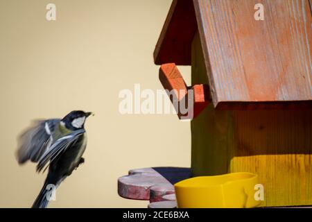 La mia scatola di annidamento auto-fatta che ora è usata dai titmice. Foto Stock