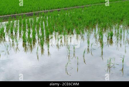 Un campo di risaie danneggiato dalle lumache di mela Foto Stock