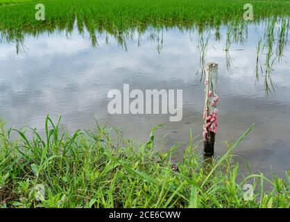 Un campo di risaie danneggiato dalle lumache di mela Foto Stock