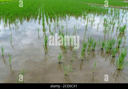 Un campo di risaie danneggiato dalle lumache di mela Foto Stock