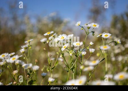 Pratoline nel campo Foto Stock