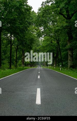 Una vuota strada a due corsie in cima al nero in una foresta verde e profonda con spazio per la copia Foto Stock