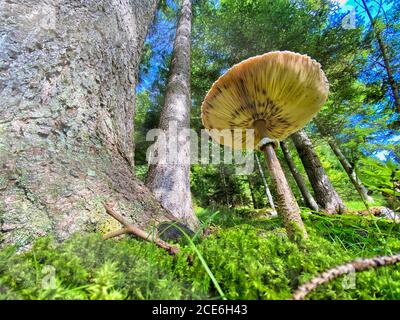 Funghi e alberi di foresta, vista dall'erba. Foto Stock