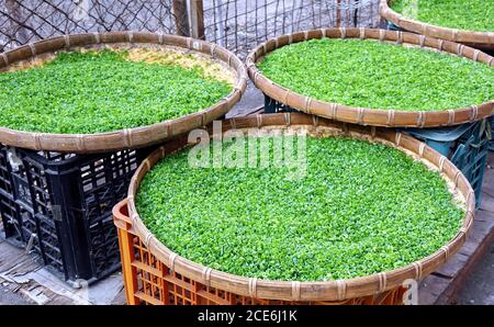 Di scalogni tagliati finemente o erba cipollina essiccare al sole Foto Stock