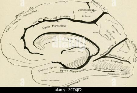 . Un testo-libro di fisiologia umana . Fig. 289.-diagramma della superficie esterna dell'emisfero cerebrale sinistro dell'uomo, dopo Ecker.. Teniyor°Fig. 290.-diagramma della superficie interna dell'emisfero cerebrale destro dell'uomo, dopo Ecker. 640 FISIOLOGIA DEL CEREBRO C. EFFETTI DIRETTI E INCROCIATI DI STIMOLAZIONE DELLE AREE CORTICALI MOTORIE come già osservato a pagina 632, i movimenti indotti dalla stimolazione della corteccia cerebrale si verificano principalmente nella metà opposta del corpo. Ma i movimenti possono essere ottenuti anche nei muscoli dello stesso lato. Di questi movimenti ilateralici alcuni possono essere ottenuti anche w Foto Stock